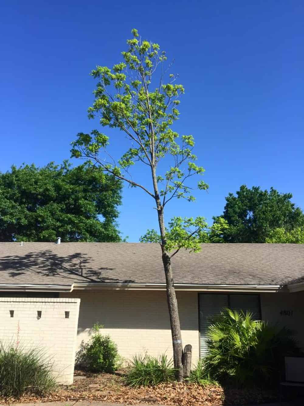 Tree Installation and Removal image